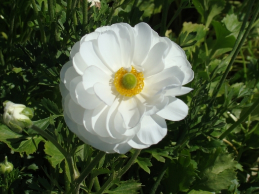 Flower-Fields-15