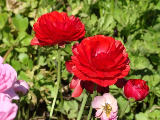 Flower-Fields-16