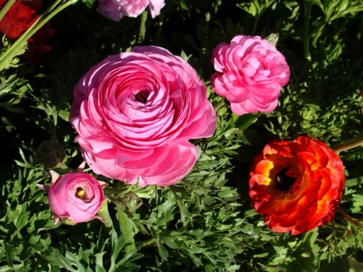 Flower-Fields-17