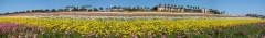 Flower-Fields-18