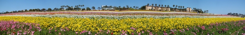 Flower-Fields-18