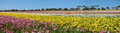 Flower-Fields-19