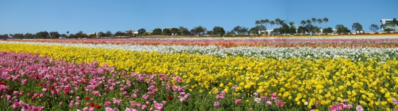 Flower-Fields-19