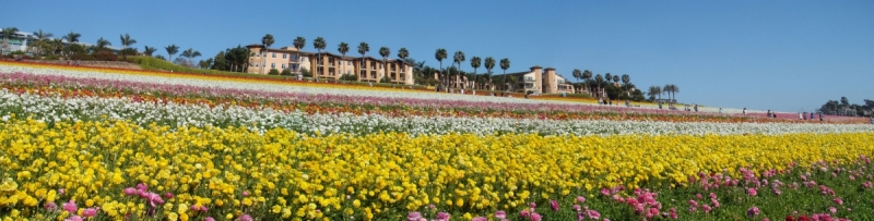 Flower-Fields-20