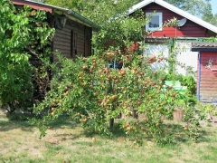 IMG_2217 (2)