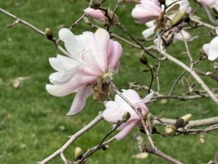 Ab-magnolia-bloom