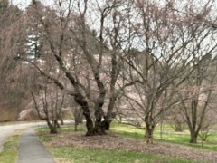 Arberetrum-Entrance-Cherry-Trees