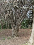 Cheerry-Tree