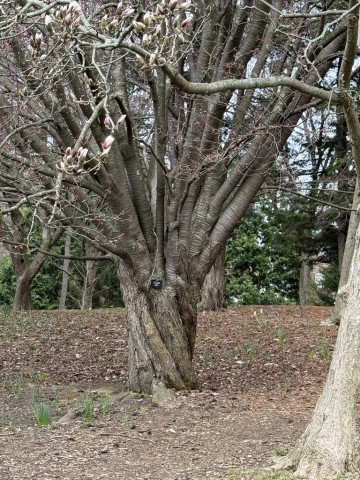 Cheerry-Tree