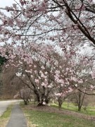 Cherry-Tree-Blossoms-2