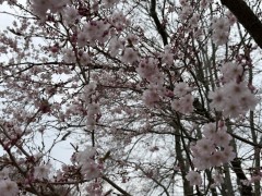 Cherry-Tree-Blossoms