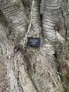 Cherry-Tree-Sergent-