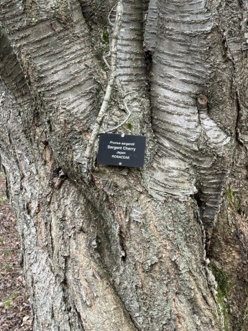 Cherry-Tree-Sergent-