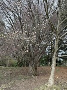 Cherry-Tree-sergent