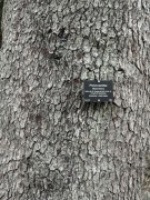 Cherry-Tree-sign-by-entrance