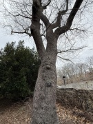 Cherry-tree-by-street