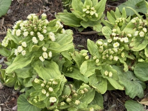 Chinese-Flowers