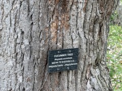 Cucumber-Tree-Sign-