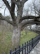 Cucumber-Tree