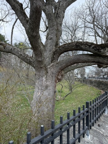 Cucumber-Tree