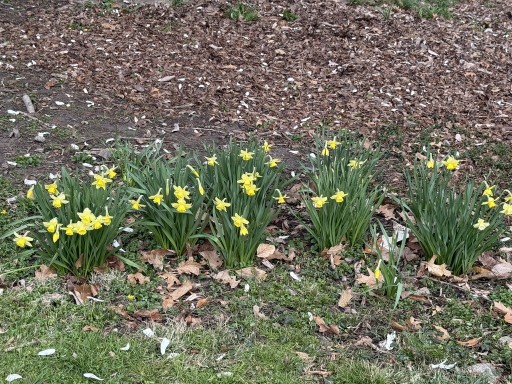 Daffodials