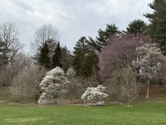 Field-with-blooming-Magnolias