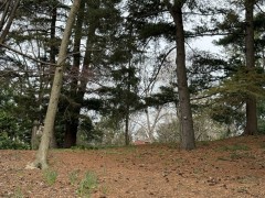 Grove-of-Trees-with-building-in-distance