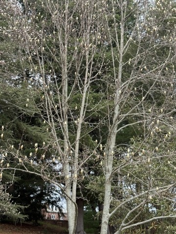 Magniloa-Tree-with-buds