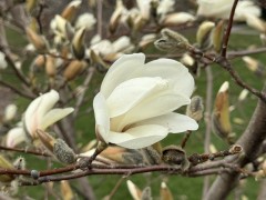 Magnolia-Blossom