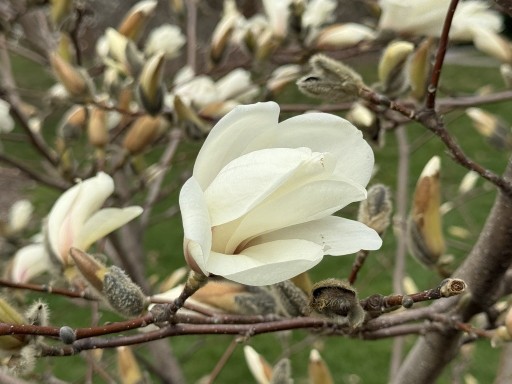 Magnolia-Blossom