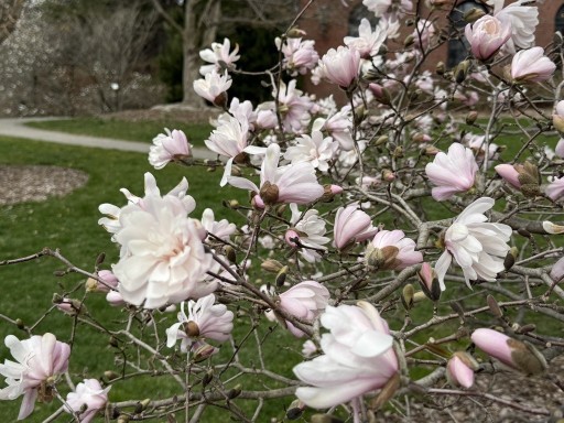Magnolia-Blossoms-2