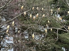 Magnolia-Buds-like-candles