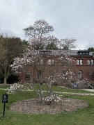 Magnolia-Tree-Manicured