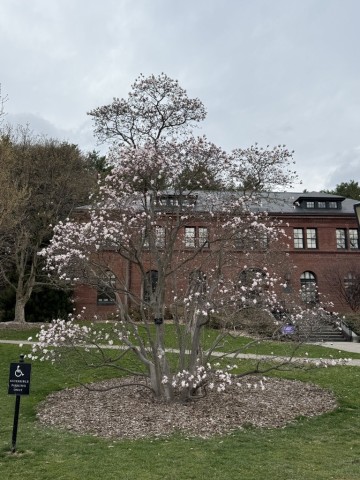 Magnolia-Tree-Manicured