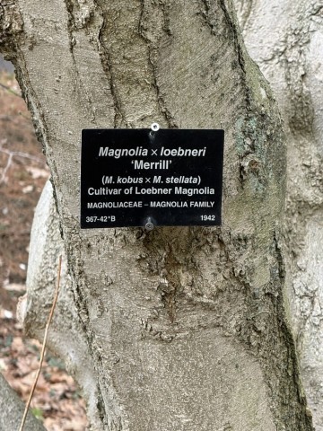 Magnolia-Tree-Sign
