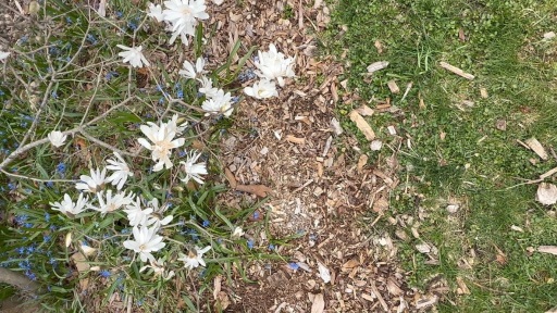 Magnolia-Tree-blossoms-3