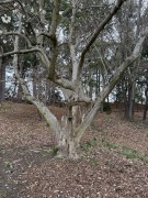 Magnolia-Tree-large-tree