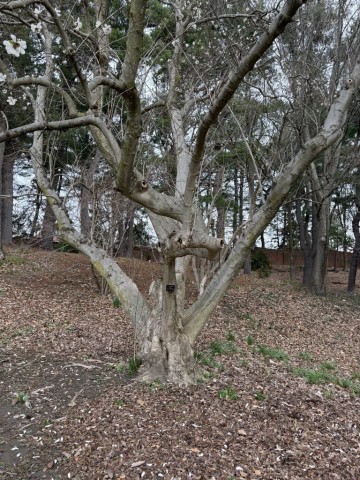 Magnolia-Tree-large-tree
