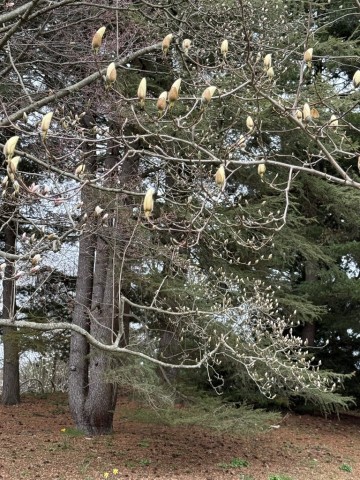 Magnolia-Tree-with-buds
