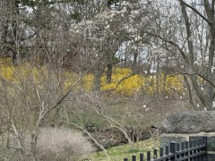 Marsh-with-Wisteria