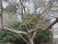 Plum-Tree-Blossoms-2