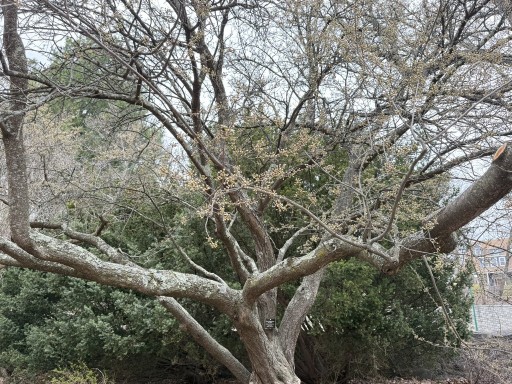 Plum-Tree-Blossoms-2