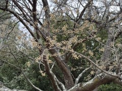 Plum-Tree-Blossoms-3-