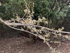 Plum-Tree-Blossoms