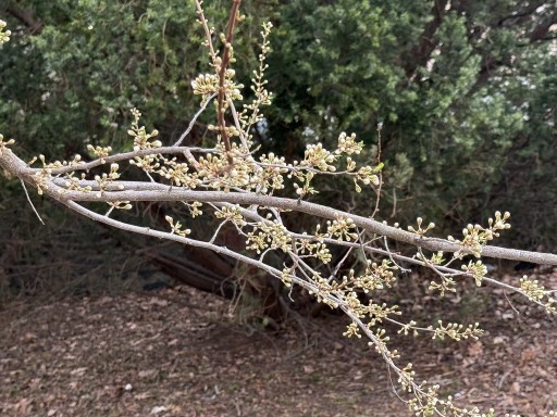 Plum-Tree-Blossoms