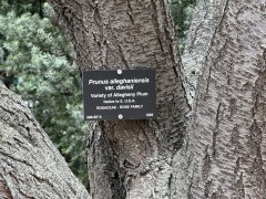 Plum-Tree-sign