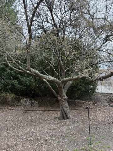 Plum-Tree