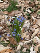 Tiny-Blue-flowerss-from-bulbs