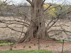 Tree-at-Marsh-jpeg