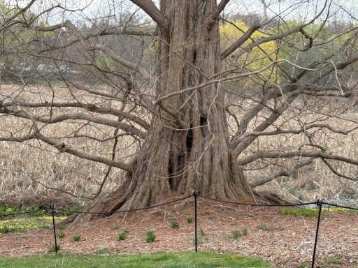 Tree-at-Marsh-jpeg